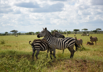 Fototapeta na wymiar Zebras hugging each other in Serengeti National Park, Tanzania, Africa