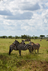 Fototapeta na wymiar Zebras hugging each other in Serengeti National Park, Tanzania, Africa