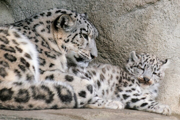 Mother snow leopard with cub resting