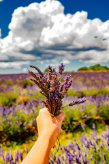 Lavender Farm Auckland Photoshoot