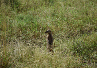 Curious mongoose peeking out of high grass landscape in Serengeti National Park