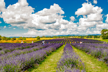 Lavender Farm Auckland Photoshoot