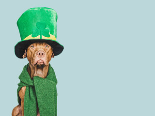 Happy St. Patrick's Day. Lovable, pretty puppy and a bright green leprechaun hat. Closeup, studio...