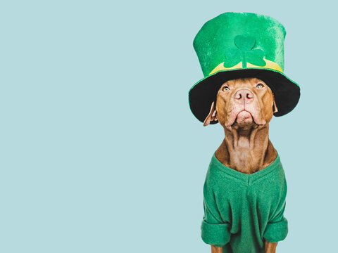 Happy St. Patrick's Day. Lovable, Pretty Puppy And A Bright Green Leprechaun Hat. Closeup, Studio Photo. Congratulations For Family, Loved Ones, Relatives, Friends And Colleagues. Pet Care Concept