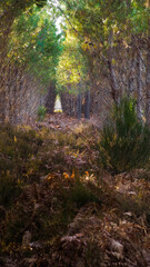 Végétation opulente dans la forêt des Landes de Gascogne, mise en valeur par la lumière du soleil couchant