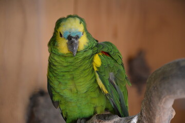 blue and yellow macaw