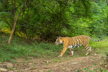 wild bengal female tiger or panthera tigris side profile tail up in natural scenic green background...