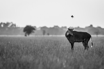 wild male nilgai or blue bull or Boselaphus tragocamelus an asian antelope in black in white in scenic landscape of tal chhapar sanctuary churu rajasthan india asia