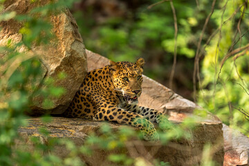 wild female leopard flora or panther or panthera pardus fusca closeup resting on big rock in natural monsoon green background and eye contact in safari at jhalana forest reserve jaipur rajasthan india