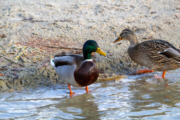 Naklejka na ściany i meble mallard duck on the shore of the lake or river. anas platyrhynchos