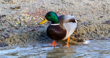mallard duck on the shore of the lake or river