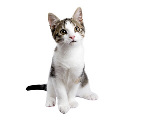 Cute black tabby with white stray cat kitten, sitting up facing front. Looking up and away from camera, Isolated cutout on transparent background.