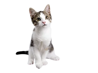 Fototapeten Cute black tabby with white stray cat kitten, sitting up facing front. Looking up and away from camera, Isolated cutout on transparent background. © Nynke