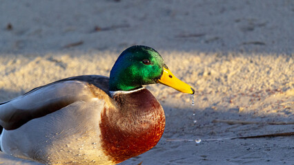 mallard duck on the shore of the lake or river