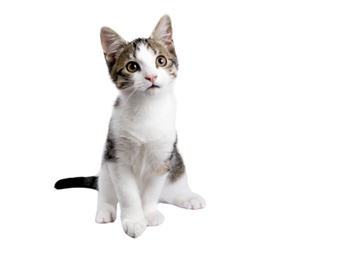Cute black tabby with white stray cat kitten, sitting up facing front. Looking up and away from camera, Isolated cutout on transparent background.