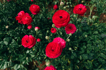 red Rose Damascena fields in Turkish greenhouse