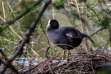 Eurasian coot (Fulica atra) sitting on its nest in spring in the nature protection area Moenchbruch near Frankfurt, Germany.