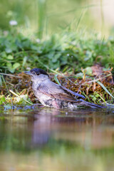 Eurasian blackcap (Sylvia atricapilla) sitting at a pond in spring.
