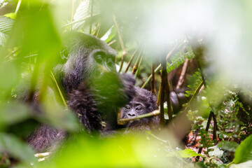 Eastern mountain gorilla in tropical forest of Uganda - 561480370