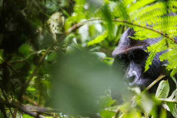 Eastern mountain gorilla in tropical forest of Uganda - 561480372