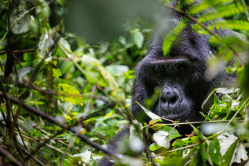 Eastern mountain gorilla in tropical forest of Uganda - 561480573