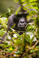 Eastern mountain gorilla in tropical forest of Uganda - 561480751