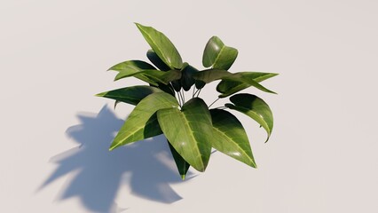 leaves on white background
