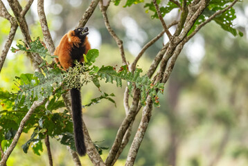 Red Ruffed Lemur - Varecia rubra, beautiful colored primate from North Madagascar tropical forests and woodlands.