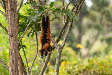 Red Ruffed Lemur - Varecia rubra, beautiful colored primate from North Madagascar tropical forests and woodlands.