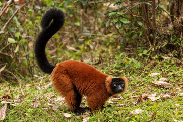 Red Ruffed Lemur - Varecia rubra, beautiful colored primate from North Madagascar tropical forests and woodlands. © David
