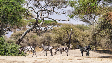 Fototapeta na wymiar Zebras im Nationalpark Serengetie