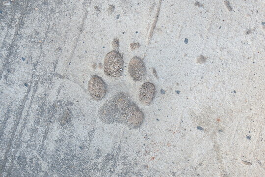 dog footprints background on cement floor