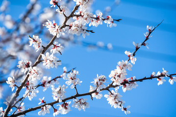 Flowers of the cherry blossoms on a spring day
