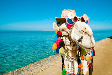 Camel 's muzzle in close - up with sunglasses and a hat . Funny animal on the background of the blue sea and sky. Backdrop with a copy space.