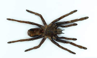 Giant black spider tarantula isolated on white. Erypelma spinius macro close up, arachnidae, collection insect, horror, halloween