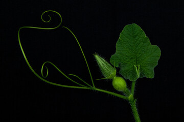 leaf on black background