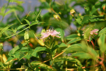 Tropical exotic garden. Wild nature. Closeup of pink passion fruit flower on a green bush. Concept of organic gardening