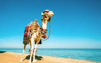 camel on the beach