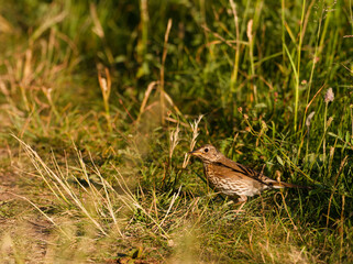 Singdrossel, Turdus philomelos