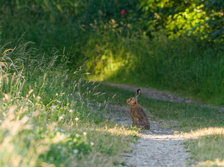 Feldhase, Hase, Lepus europaeus