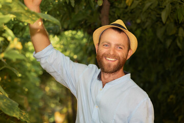 Obraz premium Portrait of smiling gardener wearing straw hat and picking fruits. The concept of harvesting and local farming