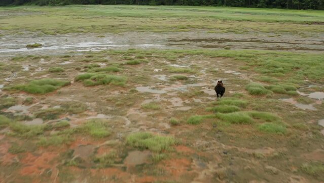 The brown bear runs away from the camera. Shooting in a swampy area. Green grass and the forest behind the bear.