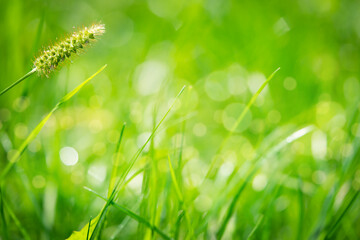 Green grass natural background with bokeh lights, soft focus.