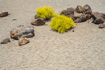 Desert volcanic landscape with rocks and yellow endemic plants, Minas de San José, Teide National Park, Tenerife, Canary Island, Spain