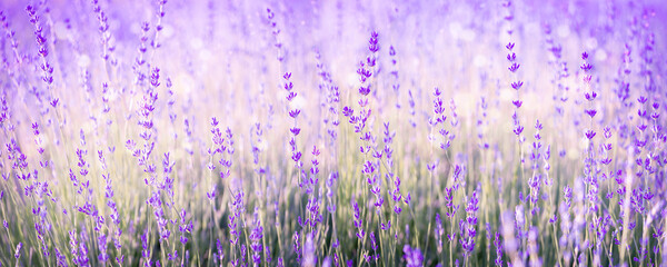 Lavender flowers field banner. Natural background.