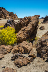 Desert volcanic landscape with rocks and yellow endemic plants, Minas de San José, Teide National Park, Tenerife, Canary Island, Spain