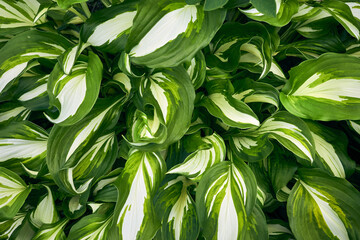 Natural background of fresh green hosta leaves with a white center in a summer garden.