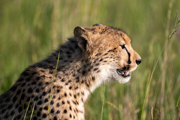 Cheetah portrait, photographed in South Africa.