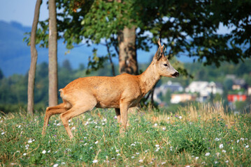 Ein Reh frisst Gras auf einer grünen Wiese.