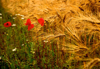 bio getreidefeld   biobauer